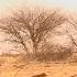 Guerre Du Sahel Qui Sont Les Nouveaux Maîtres Du Mali