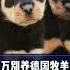 萌寵百科 EP10 千萬不要養德國牧羊犬