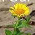 I Will Survive Gloria Gaynor Version Extended