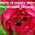 алексейроманюта непокорныересницы