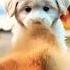 Beach Puppy Unleashed Labrador Digs With Power 8K Cinematic Sandstorm