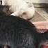 Youtubeshort Shorts котик мой наркотик
