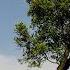 Three Trees