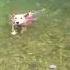 Basenji Swimming In River Shorts