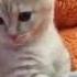 Розовый котенок