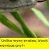 Deadly Black Mamba Nature Wildlife Animals Shorts Snake