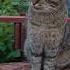 Маша пришла релакс музыка птицы Cat лесной Nature