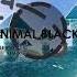 Halley Seidel Minimal Blacky A1