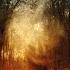 Ashes