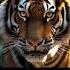 Tiger MIndset Motivation And Inspiration Success Growth