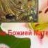 Чудотворная икона Божией Матери Попская Иерейская Празднование 25 января