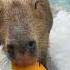 Capybara Capybara With A Very Stable Mental State Amazing Animals On TikTok Wild Animals At Clos