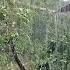 The Sound Of Rain Is So Soothing To My Heart And Mind That It Makes Me Sleep Deeper ASMR