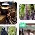 Pongal WhatsApp Status Happy Pongal Status Pongal