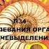 П34 ЗАБОЛЕВАНИЯ ОРГАНОВ МОЧЕВЫДЕЛЕНИЯ БИОЛОГИЯ 8 КЛАСС АУДИОУЧЕБНИК ОБРАЗОВАНИЕ В РОССИИ