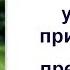 Апопрт Учим французского бульдога приносить предметы с удовольствием Урок 1