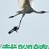 黑面琵鷺 戴腳鐐 拖獸鋏飛 鳥友心痛 看到快通報 三立新聞網SETN Com