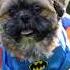 Cutest Animal Videos Funny Rabbit Puppy Kitten Penguin Panda Moments Funny Animals Shorts