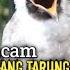 Suara Burung Kutilang Gacor ASLI Tanpa Isian Ampuh Untuk Pikat Kutilang Bikin Kutilang Ribut Gacor
