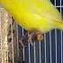 Canary Singing Birds Sounds At Its Best Hd Video Shorts