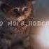 песня тёплые коты