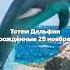 гороскоп дельфин прогноз врек судьба характер деньрождения топ Тотем Дельфин рождённые 25 ноября