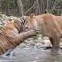 Тигр Амур и львица Афина тигр лев сафарипарк Lion Tiger