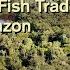 WILD CAUGHT AQUARIUM FISH TRADE OF THE AMAZON PART 2