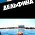 дед встретил дельфина