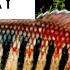 Way Of The Samurai Gourami Giveaway Ep 271