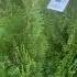 Emerald Green Arborvitae Smaragd Shorts Cool Places