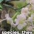 Nature S Gemstones 5 Sparkling Facts About Jewel Beetles Shorts