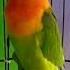 Suara Lovebird Fighter Ngekek Panjang Sangat Bagus Masteran Semuablovebird Lbdurasipanjang