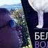 Белый волк
