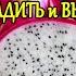 Как выбрать СПЕЛЫЙ драконий фрукт Все ПОЛЕЗНЫЕ свойства Как ПОСАДИТЬ и ВЫРАСТИТЬ питахайю