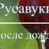 Русавуки После дождя 2016 Новый альбом Божья любовь