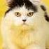AnimalSounds OIIA OIIA Spinning Cat Official Music Video AnimalSounds OIIAOIIA Shorts Viral