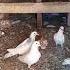 Көгершін голуби Pigeons 25 июня 2023 г