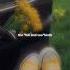 Pretty Little Baby Connie Francis Lyrics Aesthetic English Song Slowed Speed Up Lyrics