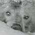 Мансур Soft Snow Мягкий снег Bear Mansur Moments