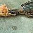 Turtle Attack Speed Trending Animals Wildlife Cat Turtle Shorts Youtube Youtubeshorts Short