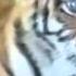 Tiger Cub And Doggie And Where Cud Тигрёнок и собачка а где же жвачка