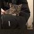 Плейлист но ты котик которому нужно немного тепла