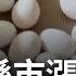 賺到流油 雞蛋產地跨縣市一箱多兩百 黑市價喊到1300賺翻 爆缺蛋是因買到 豚母雞 在地議員火線揭密 呂惠敏主持 驚爆新聞線完整版 20230226 三立新聞台