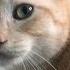 Cat Wakes Me Up Meowing At Me