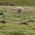 Suki S First Day Having Rabbits Bolting To Her Instead Of Nets Bolting To The Young Dogs