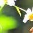 GOODBYE IS NOT FOREVER Celebration Of Life Song Comforting Song About Loss Www Libbyallensongs Com