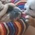 Bulldog Puppy Wants To Play Mom Wants To Sleep