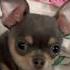 Мои думы про двуногих Dog Shorts рекомендации Puppy Funny Doglife собака весело подпишись
