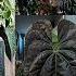Walk Through My Indoor Jungle In May New Plants Flowers Lots Of Updates